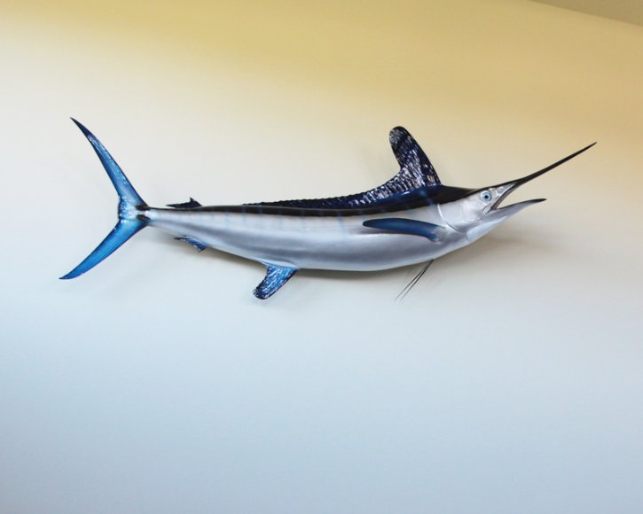 White Marlin from Gray Taxidermy