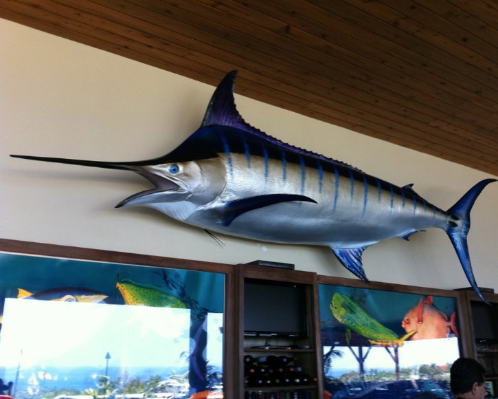 Blue Marlin at Restaurant from Gray Taxidermy