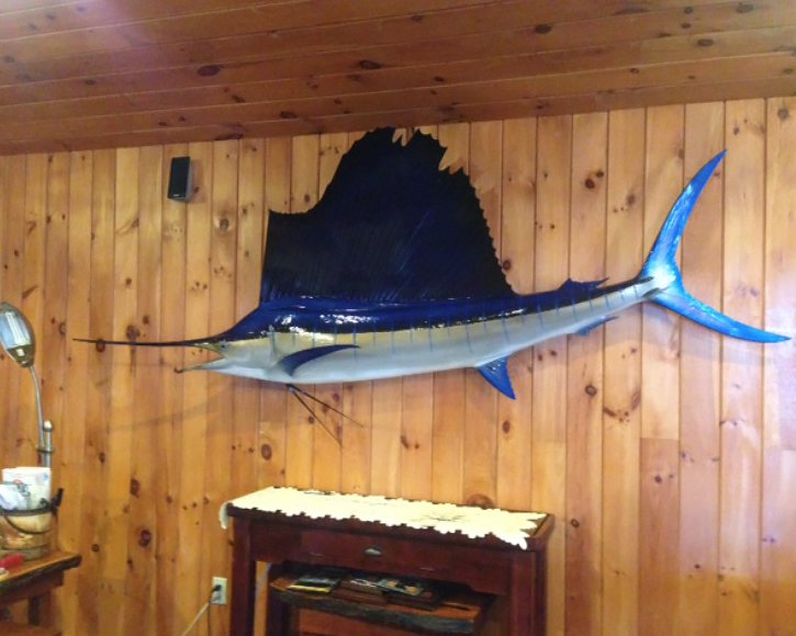 Sailfish on wall from Gray Taxidermy