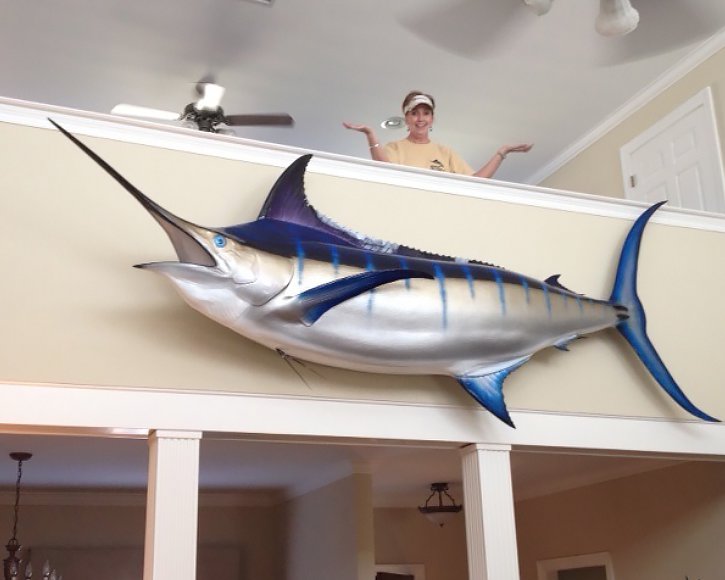 Large Blue Marlin from Gray Taxidermy hanging indoors
