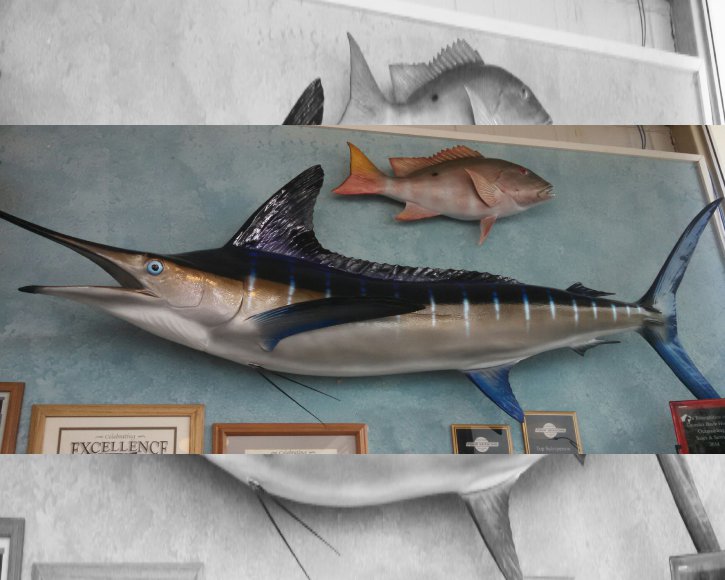 Blue MArlin and Mutton Snapper from Gray Taxidermy