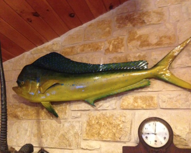 Dolphin fish mount from Gray Taxidermy