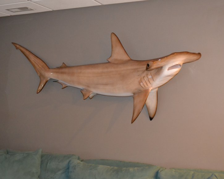Hammer HEad Shark from Gray Taxidermy