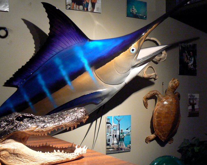 Blue Marlin Head mount from Gray Taxidermy