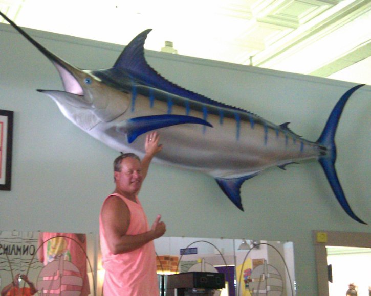 Giant Blue Marlin from Gray Taxidermy
