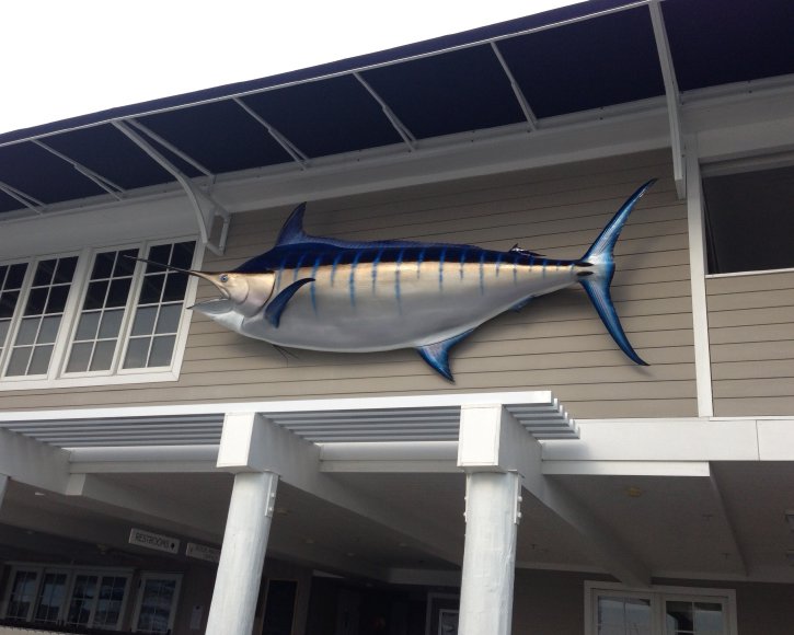 Blue Marlin outside from Gray Taxidermy