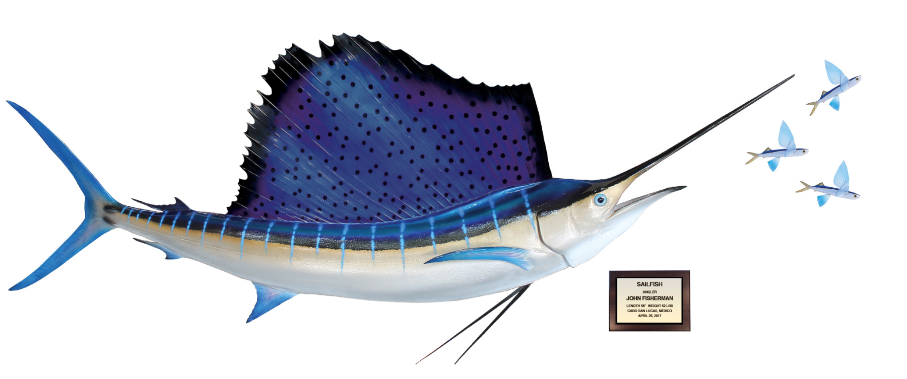 Atlantic Sailfish mount with plaque and flying fish