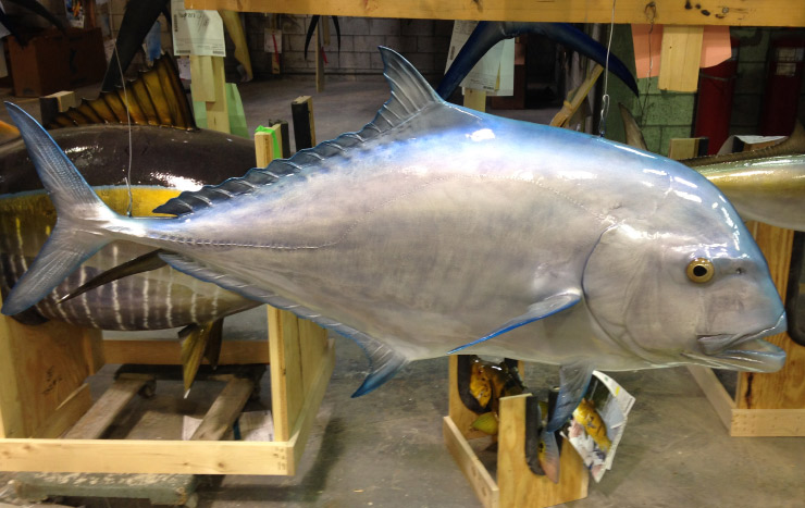 African Pompano fish trophy alternative