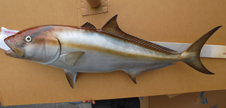 Amberjack fish replica mount