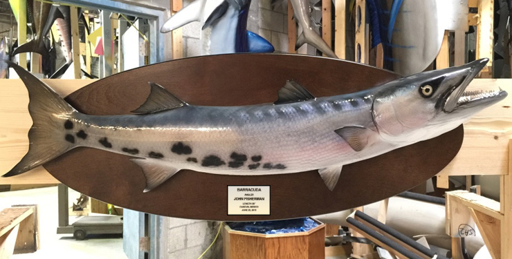 Barracuda fishmount on wood plaque