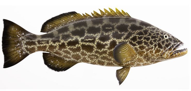 Black Grouper Fish Replica