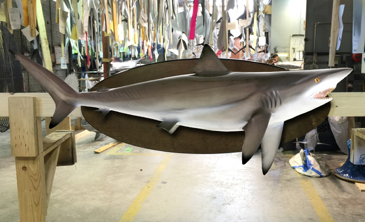 Blacktip Shark fishmount on wood panel
