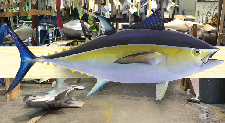 Bluefin Tuna Mount at Gray Taxidermy Shop