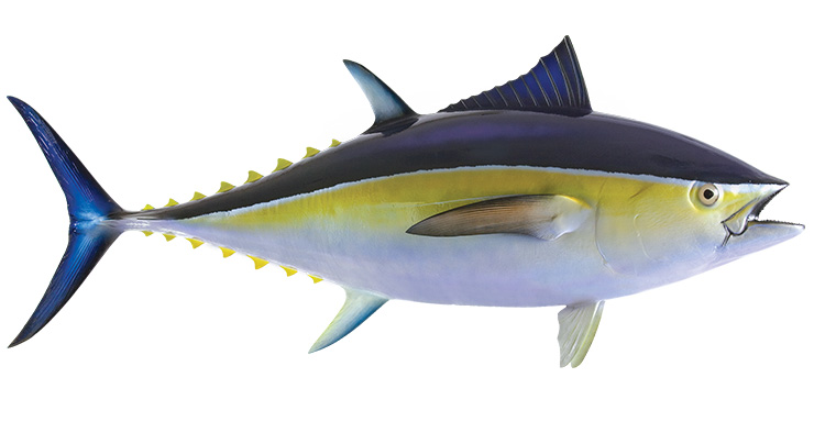 Blackfin Tuna mount 