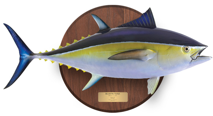 Bluefin Tuna mount on a wooden plaque