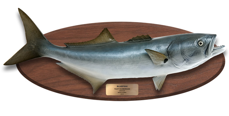 Bluefish mount on wood plaque