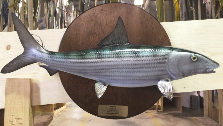 Bonefish Wood Plaque mount at Gray Taxidermy