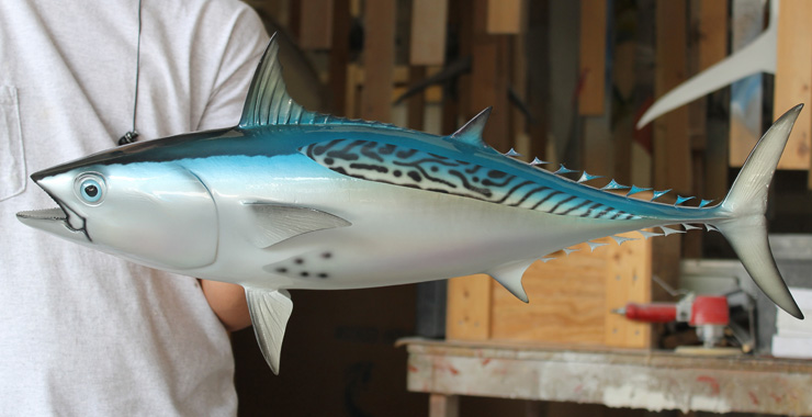 Bonito fish mount at Gray Taxidermy shop