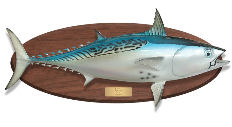 Bonito fish mount on wood plaque