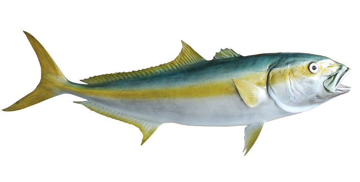 California Yellowtail Fishmount
