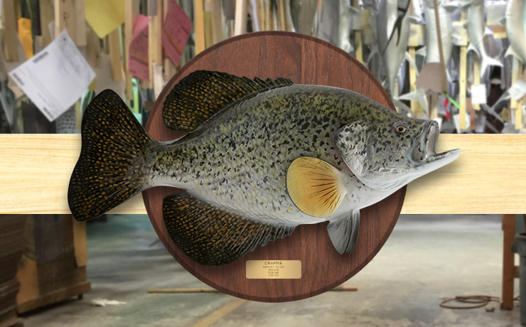 Crappie Fishmount on wood plaque