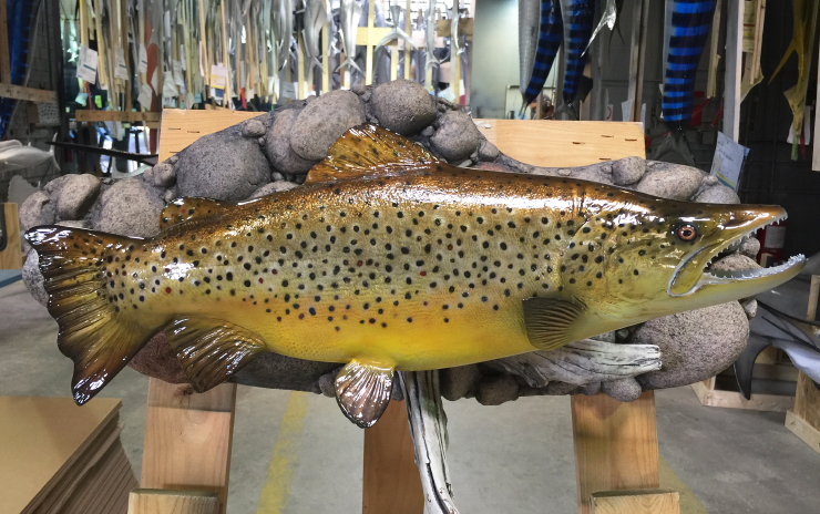 Brown Trout fish mount
