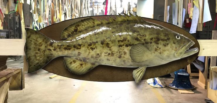 Gag Grouper fishmount on a wood plaque