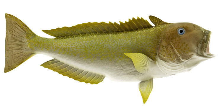 Golden Tilefish Fishmount