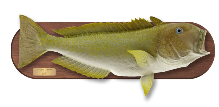 Golden Tilefish mount on wood plaque