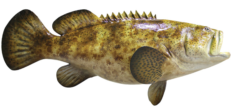 Gag Grouper Fishmount