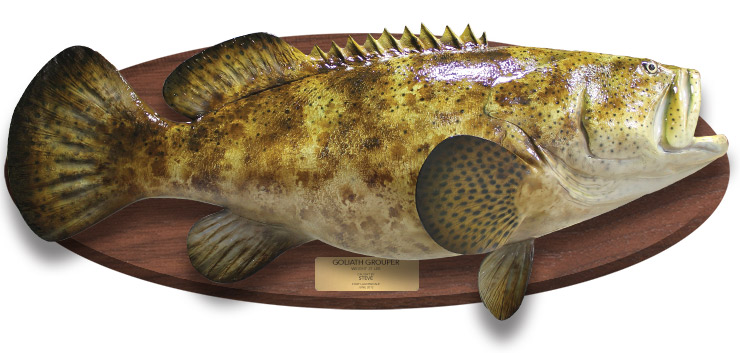Goliath Grouper Fishmount on wood plaque