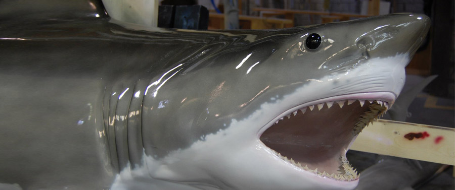 Great White Shark Close-up