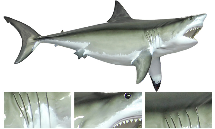 Great White Shark Mount