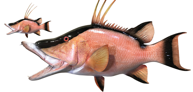 Hog fish Fish Replica