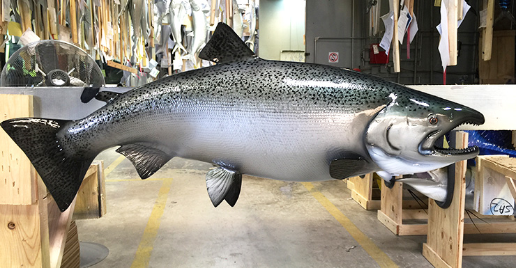 salmon king fish mount chinook trophy mounted graytaxidermy
