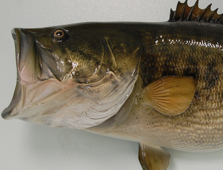 Largemouth Bass fishmount close up