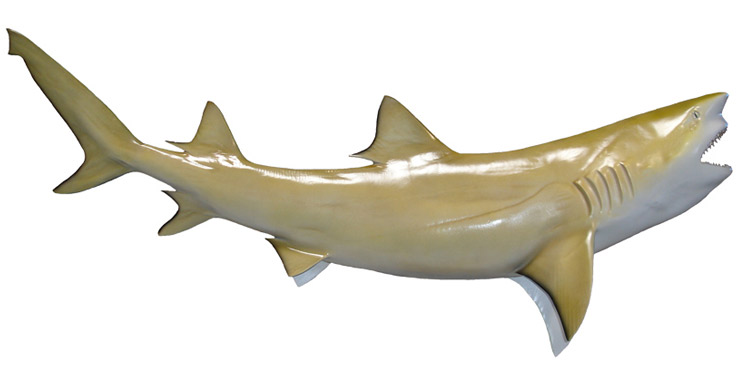 Lemon Shark Fish Replica