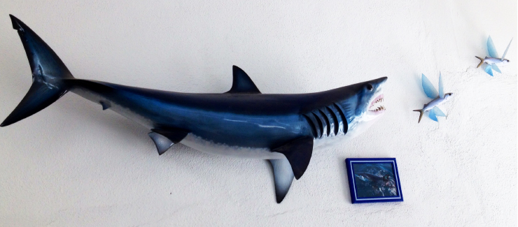 MAko Shark with Flying fish baitfish