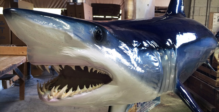 Mako shark mount by Gray Taxidermy