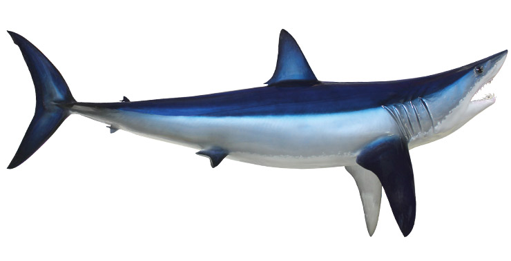 Mako Shark mount