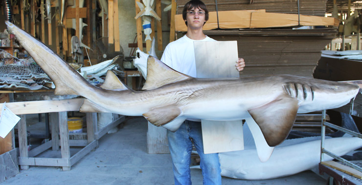 Nurse Shark replica from Gray Taxidermy