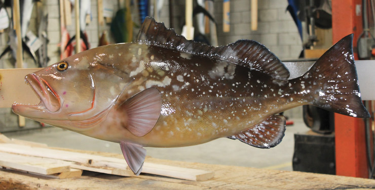 Red Grouper Fishmount  