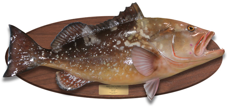 Red Grouper fishmount on a wood plaque