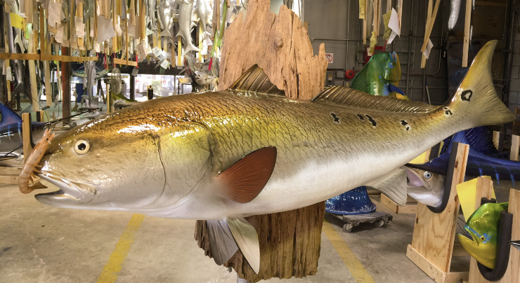 Redfish mount at Gray Taxidermy