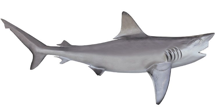 Reef Shark mount