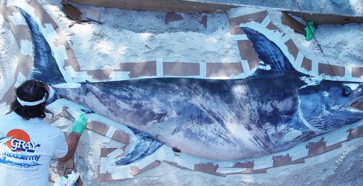 Actual Swordfish placed on a bed of sand.