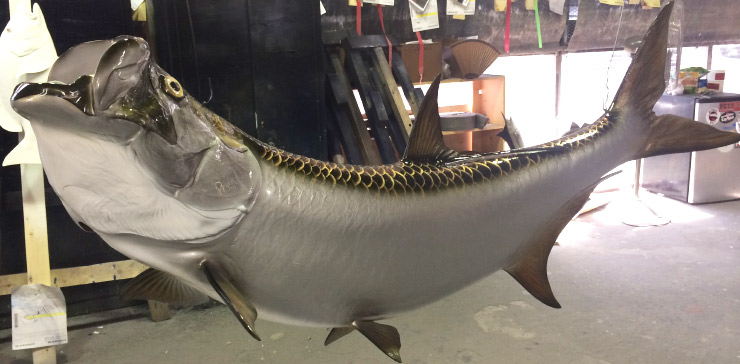 Tarpon fish mount on custom wood panel