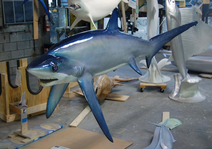 Thresher Shark mount from Gray Taxidermy