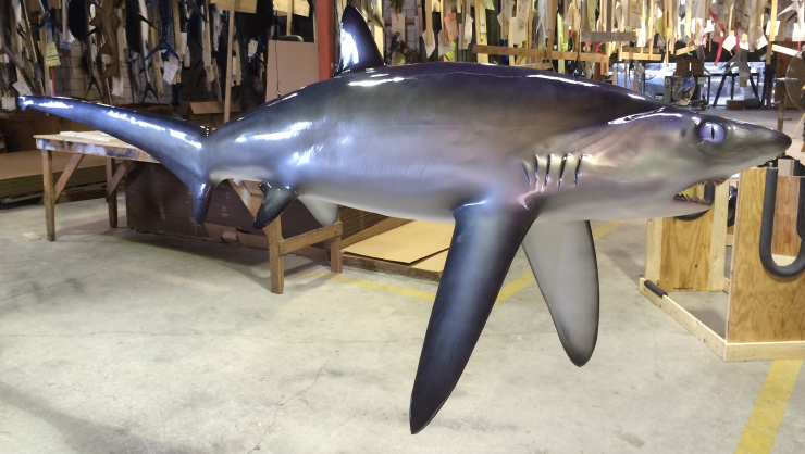 Thresher Shark mount broad view