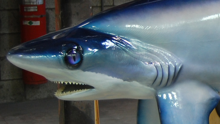 Thresher Shark mount close up